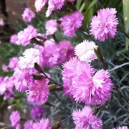 Tarhana Old Town Apartman *